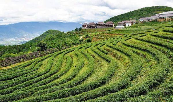 荣康达乌龙茶庄园酒店